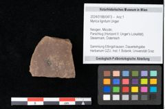 Foto (Objekt + Etikett) von Myrica lignitum Unger (NHMW-GEO-2024-0188-0473)